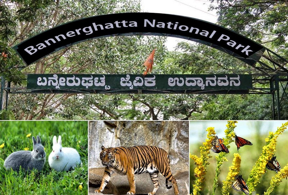 BANNERGHATTA NATIONAL PARK AND ZOO